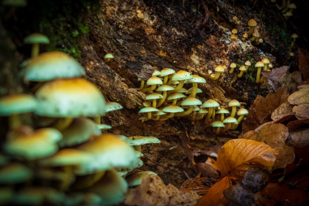 Bunch of mushrooms growing in the forest