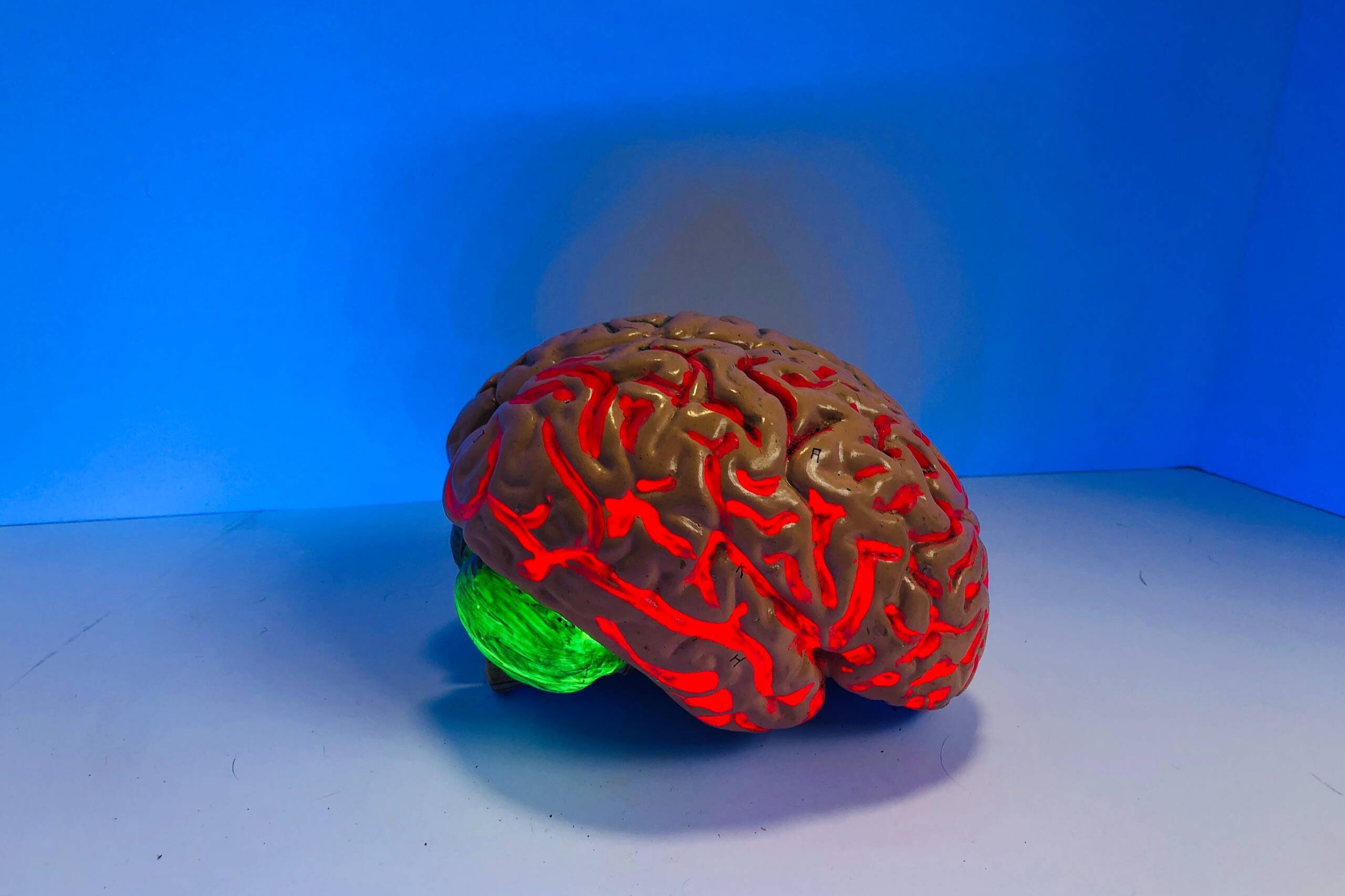 Een model van een rood brein dat op een tafel zit