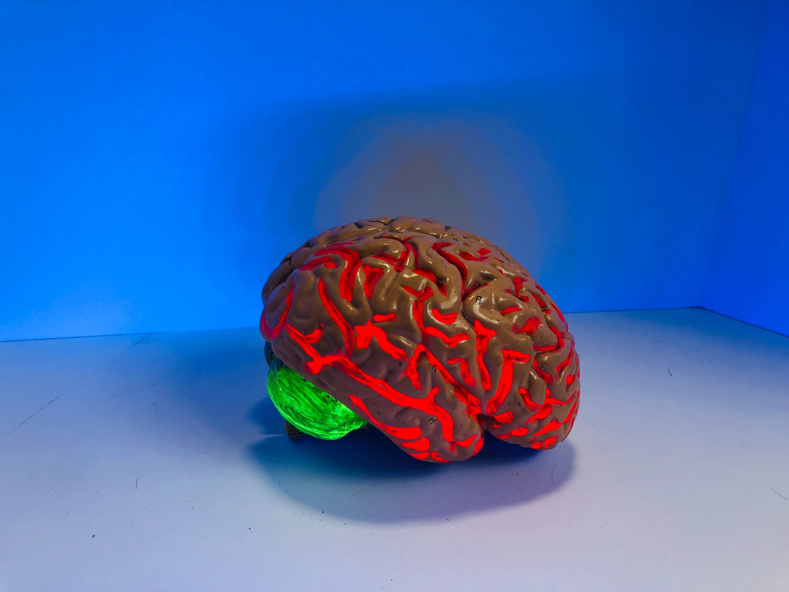 Een model van een rood brein dat op een tafel zit