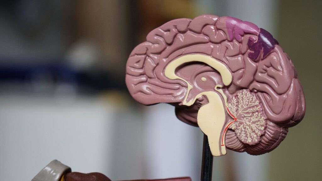 model of the right side of the brain