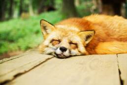 Een rode vos die op een veranda slaapt